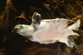 Enlarge photo 111