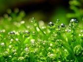 Enlarge photo 62