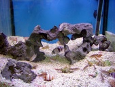 Enlarge photo 41
