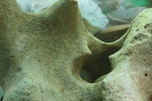 Enlarge photo 79