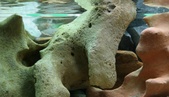 Enlarge photo 85