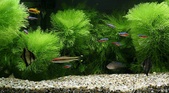 Planted tank