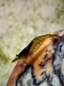 Shrimp