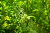 Enlarge photo 30