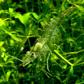 Enlarge photo 31