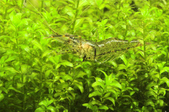 Enlarge photo 40