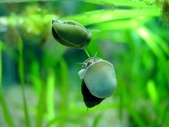 Snails and others