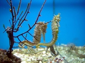 Sea Horse