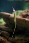 Syngnathoides biaculeatus