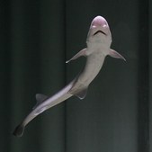 shark