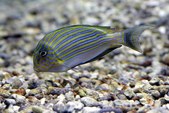 Acanthurus lineatus