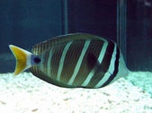 Pacific Sailfin surgeonfish