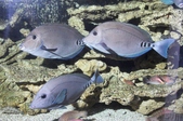 Prionurus scalprus