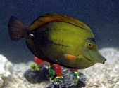 Surgeonfish and Tang