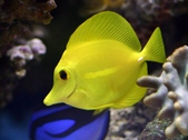 Zebrasoma flavescens