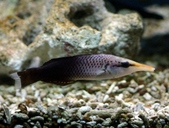 bird wrasse