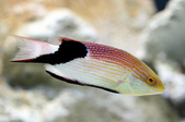 Bodianus loxozonus