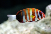 Harlequin Tusk 番王