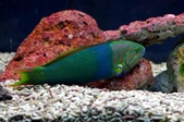 Thalassoma lunare