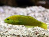 Thalassoma lutescens