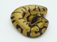 FEATURED BALL PYTHONS