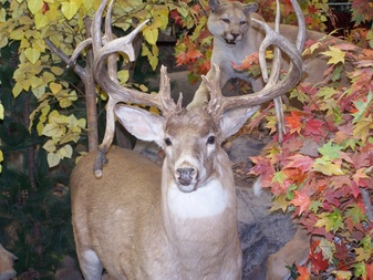 Enlarge photo 32