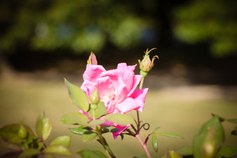 Enlarge photo 67