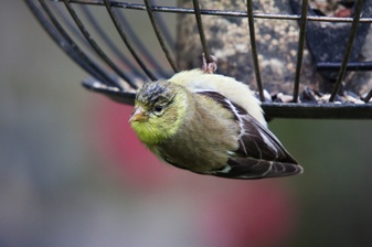 Bugs, Birds & Flowers