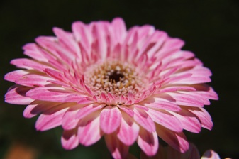 Public Gallery Photo Of the Day -- Bugs, Birds & Flowers