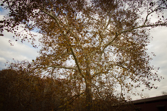 Enlarge photo 36