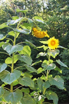 Enlarge photo 3