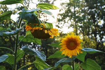 Enlarge photo 26