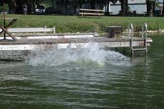 Enlarge photo 231
