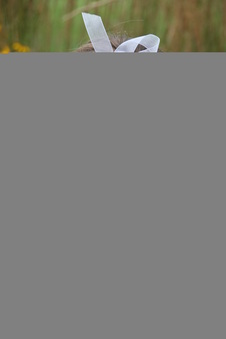 Enlarge photo 157