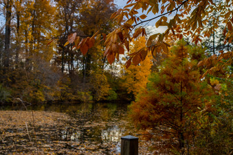 Enlarge photo 41