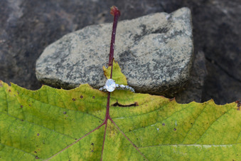 Enlarge photo 55