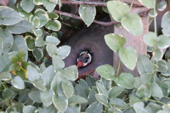Enlarge photo 83