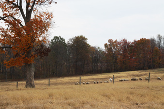 Enlarge photo 129