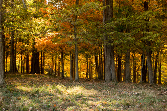 Enlarge photo 407