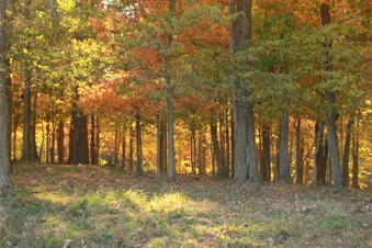 Enlarge photo 408