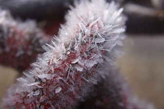 frosty morning