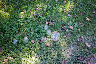 Enlarge photo 90