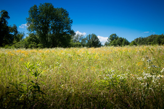 Enlarge photo 250