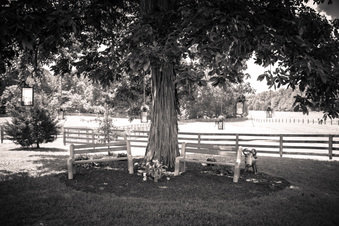 Enlarge photo 110