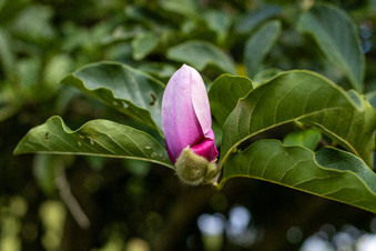 Enlarge photo 217