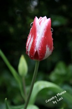 Enlarge photo 3
