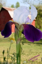 Enlarge photo 25