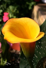 Enlarge photo 13
