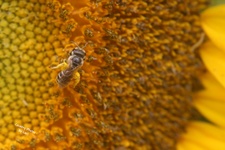 Enlarge photo 43