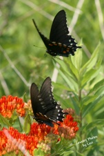 Enlarge photo 40